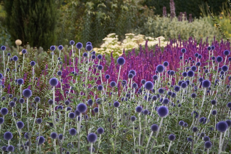 Glasshouse Borders Wisley Oudolf