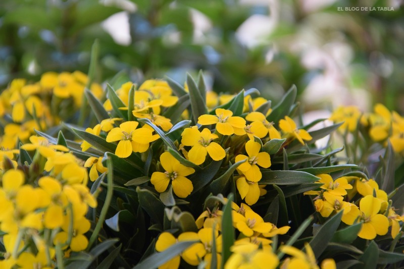 Erysimum