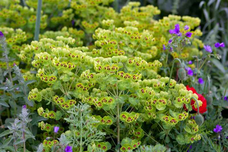 euforbia herbacea, híbrido entre Euphorbia characias y E. amygdaloides