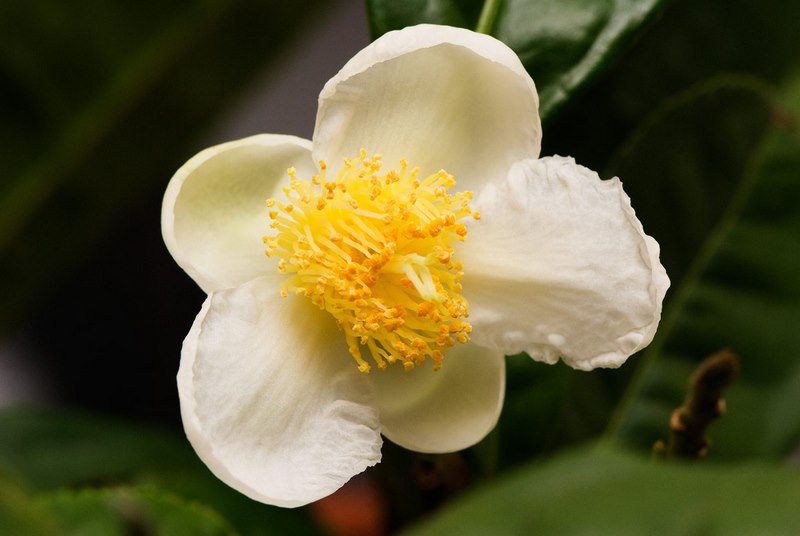 Flor blanca de camelia sinensis (planta de te)