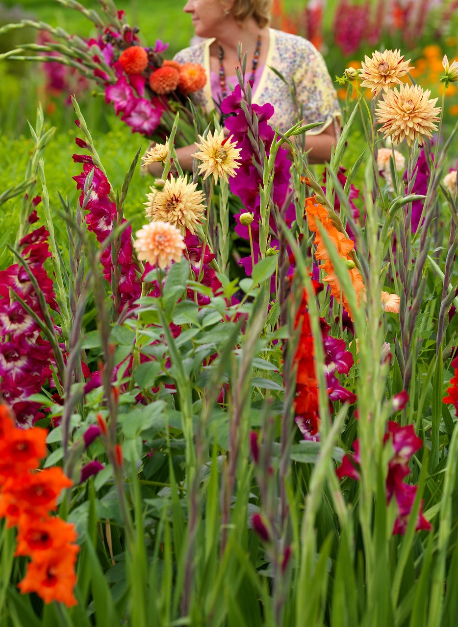 jardín flor corte bulbos verano