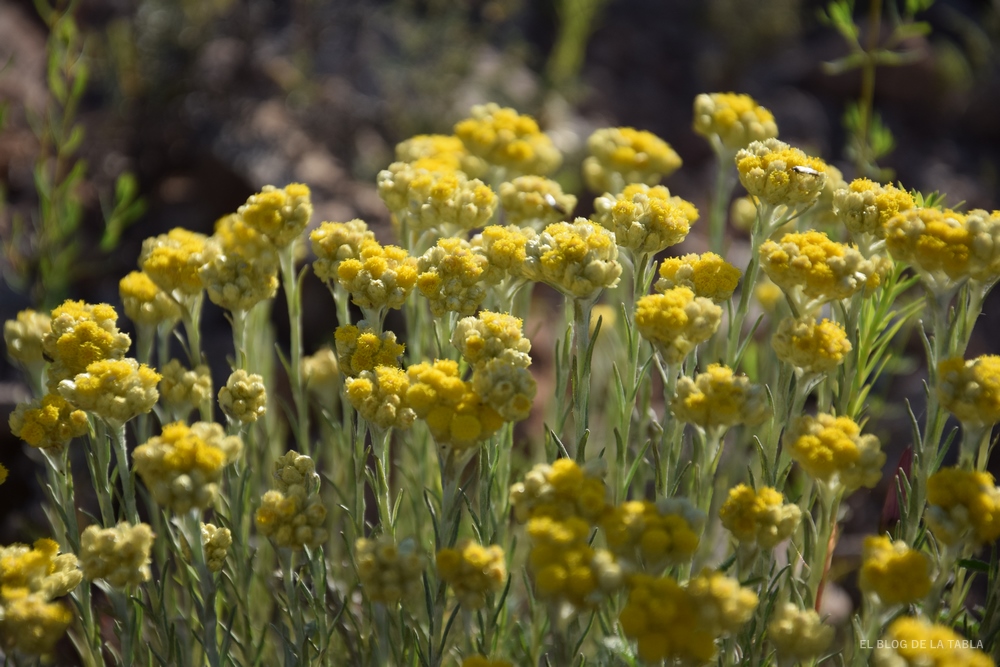 Flora humilde (y silvestre) del Mediterráneo que da color a la primavera -  EL BLOG DE LA TABLA