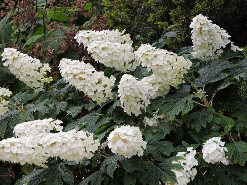 flores en panículas (cónicas) de color blanco de hortensia quercifolia (hoja de roble)
