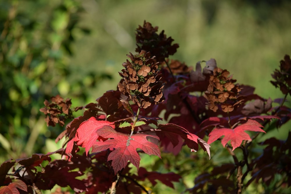 Hydrangea quercifolia (hortensia de hoja de roble)