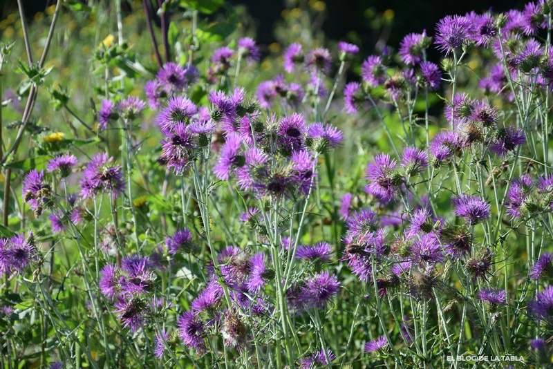 flores silvestres color purpura