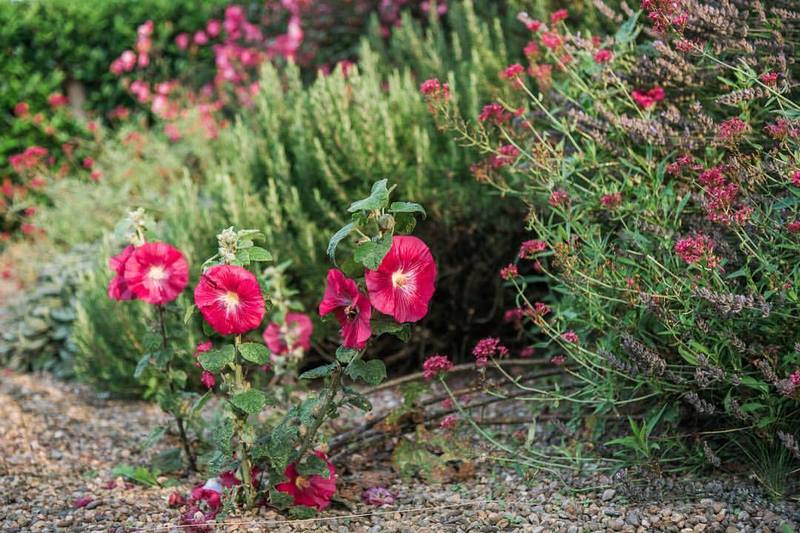 Flores rojas de malvarrosa (alcea)