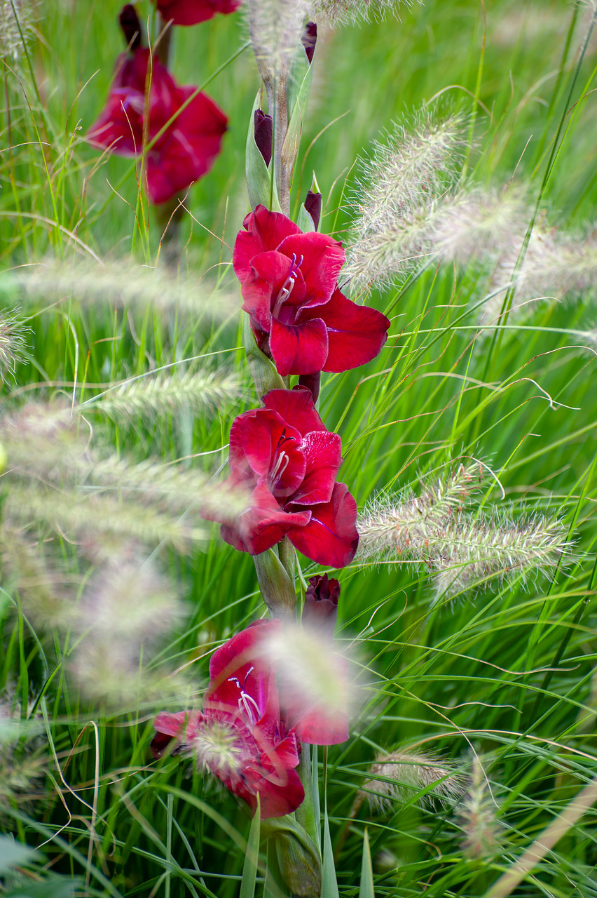 Flores gladiolos color rojo