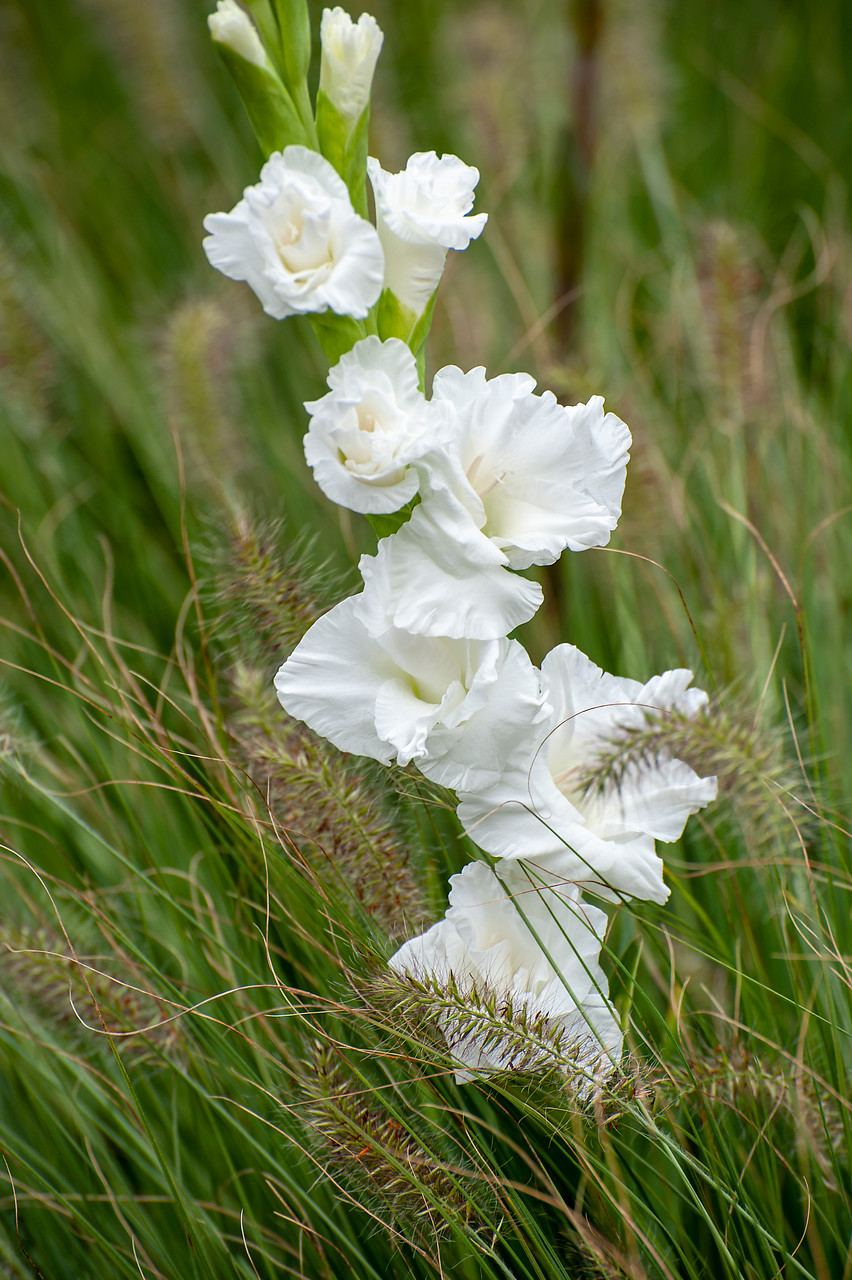 flores gladiolos color blanco