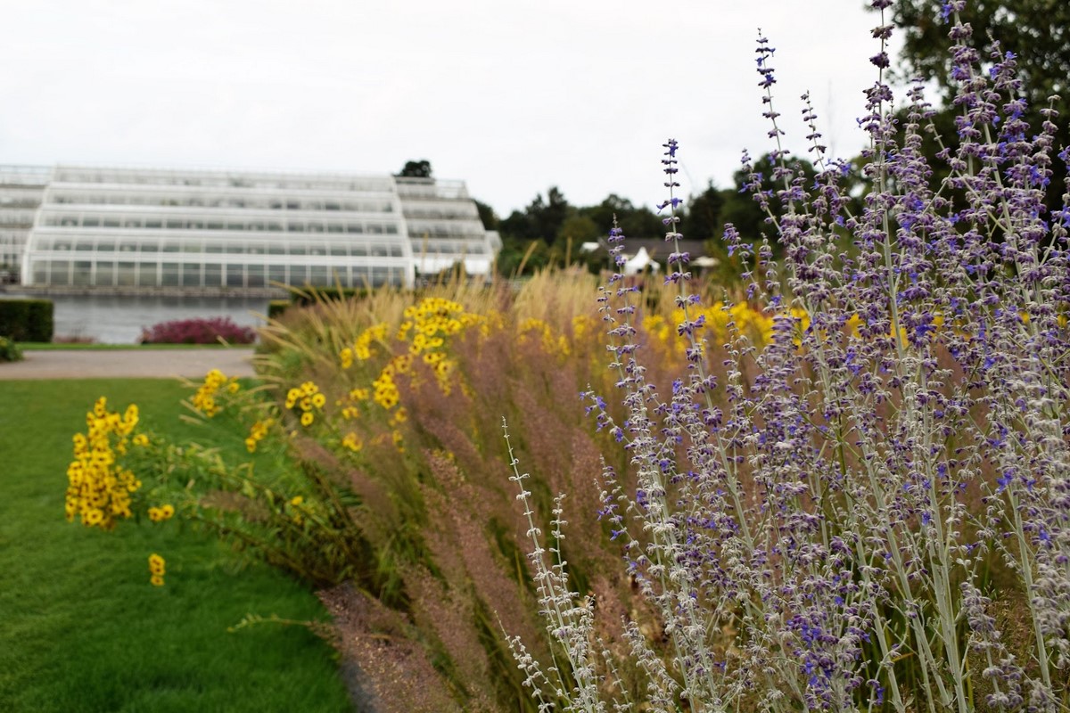 Glasshouse Borders Wisley Oudolf