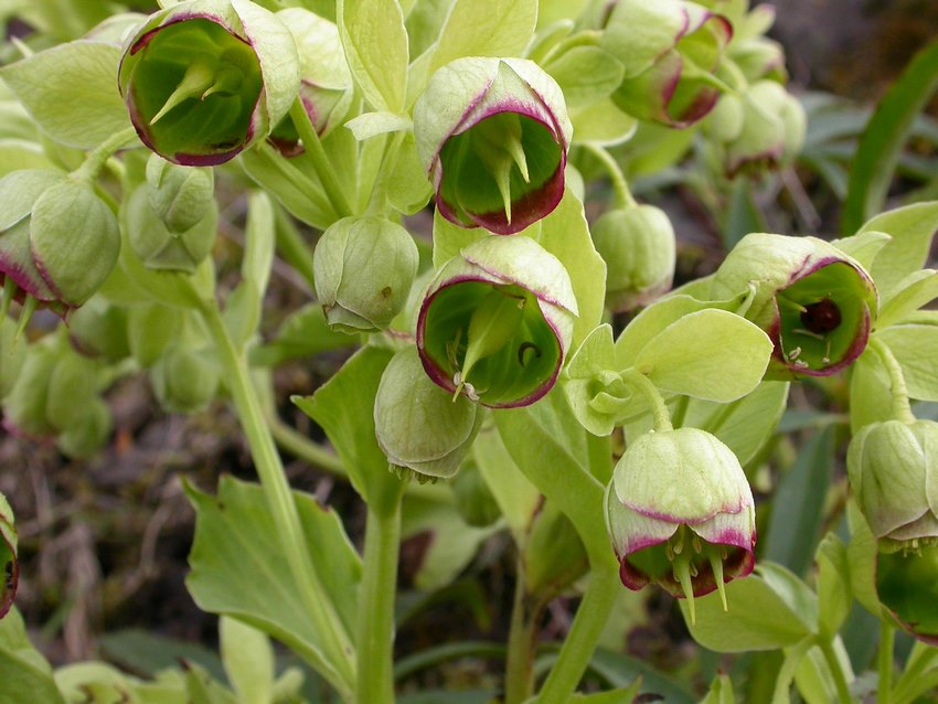 Eléboros especie Helleborus foetius