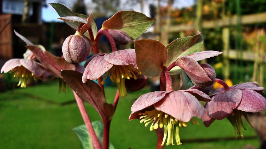 Flores de eléboros de la especie Helleborus lividus