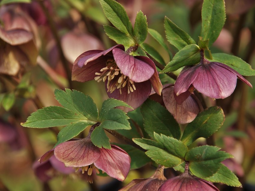 Eléboros especie Helleborus orientalis