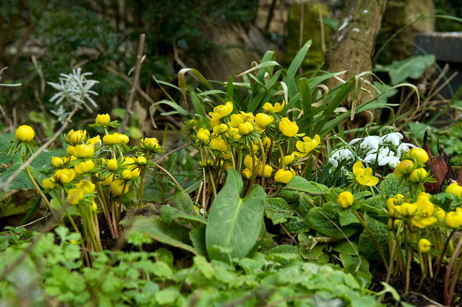 Eranthis hyemalis (acónito de invierno) y Galanthus nivalis