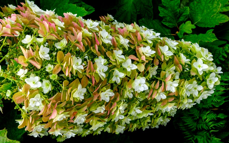 flores semidobles blancas en inflorescencia de hortensia hoja de roble (hydrangea quercifolia)