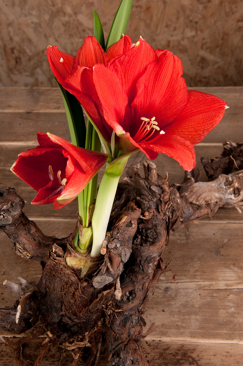 Hippeastrum en otoño y en casa - EL BLOG DE LA TABLA