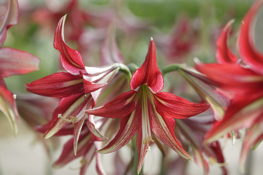 Hippeastrum en otoño y en casa - EL BLOG DE LA TABLA