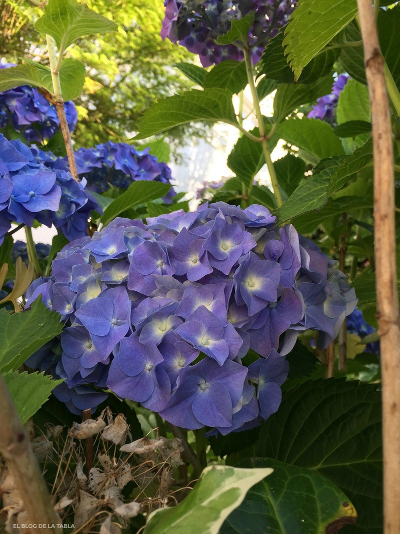 Hortensia (Hydrangea macrophylla) flores azules