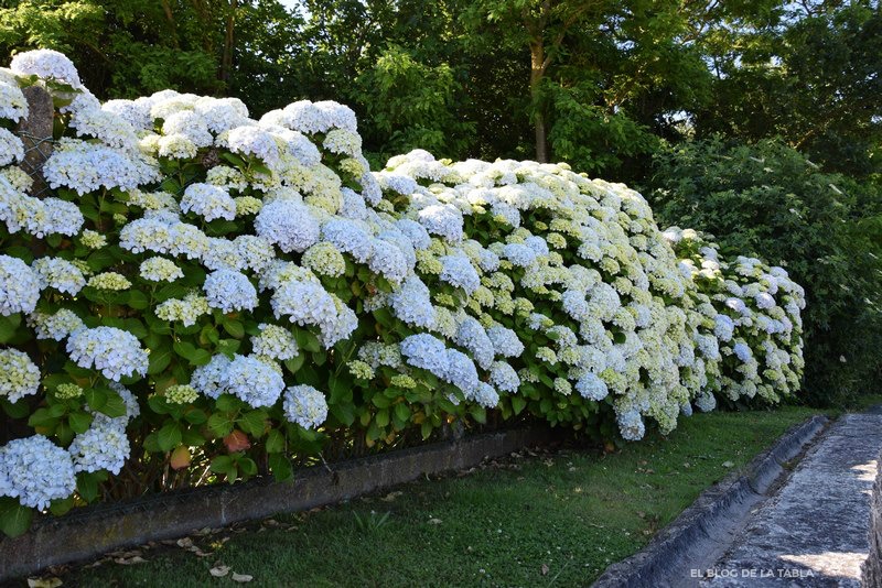 Muro, seto vivo de hortensias (Hydrangea macrophylla)