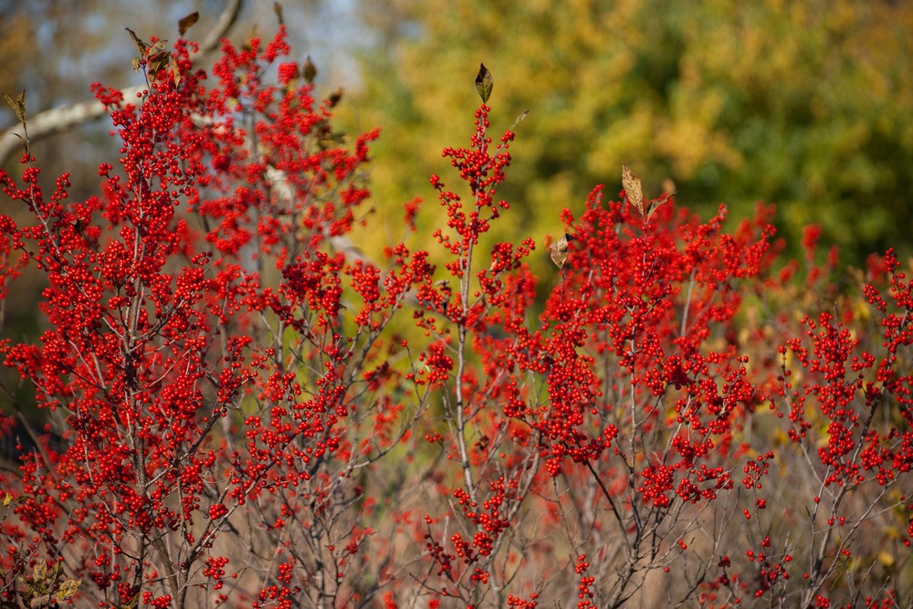 Frutos rojos de acebo Ilex decidua