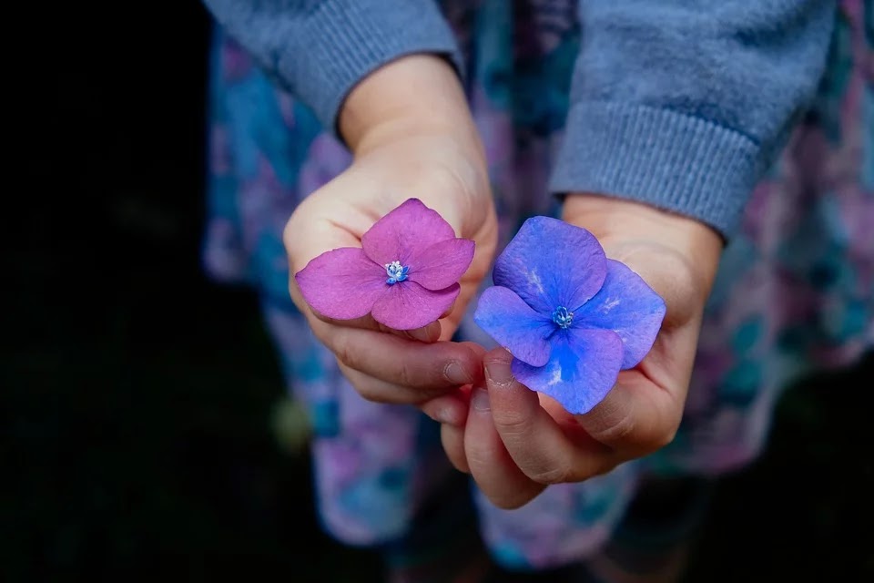 Flores azul y violeta de hortensias