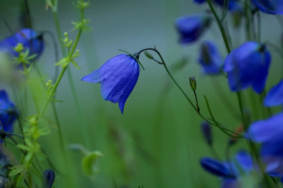 flores azules de campinallas