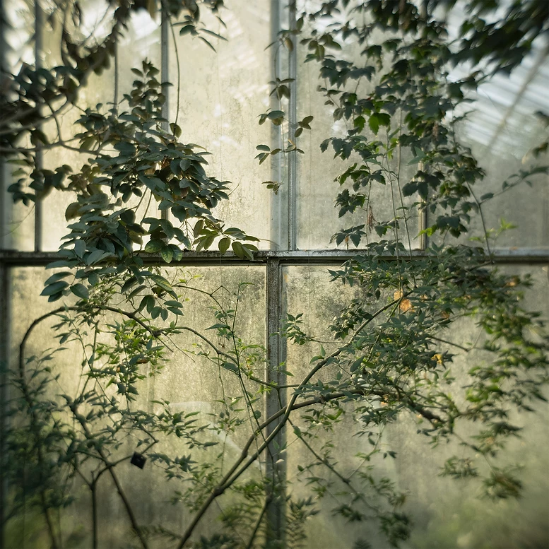 "The Glasshouse" Jose Snook. Invernaderos Real Jardín Botanico Edimburgo