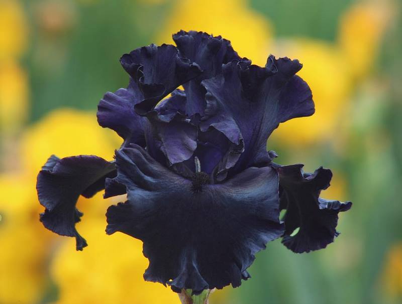iris (lirio) negro