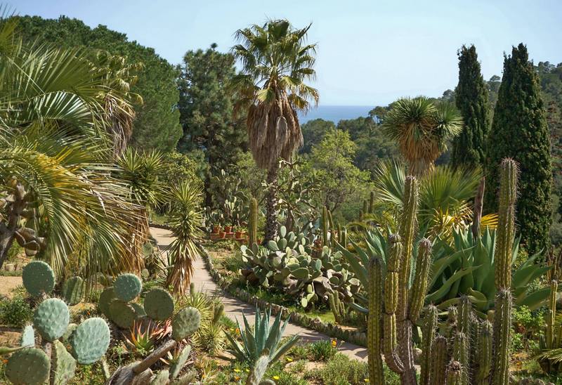 Jardín de cactus junto al mar de Mediterráneo