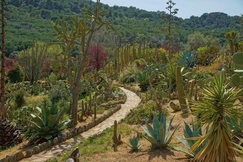 Jardín de cactus y suculentas junto al mar mediterráneo