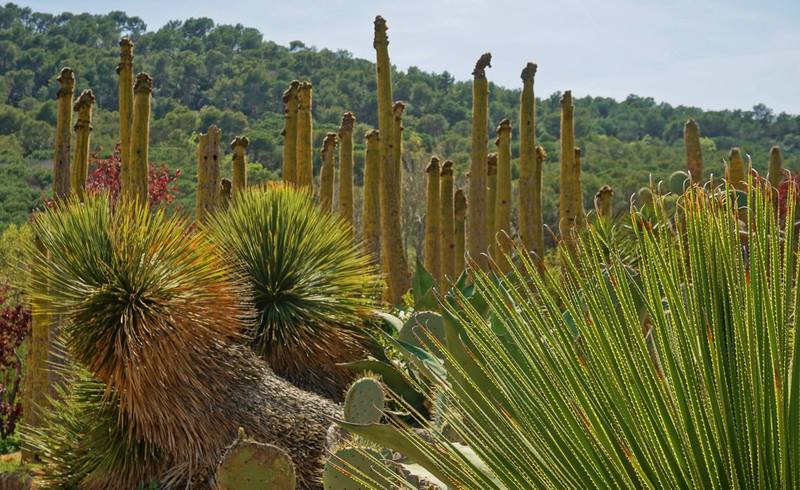 Dasylirion y cactus en jardín de suculentas junto al mar mediterráneo