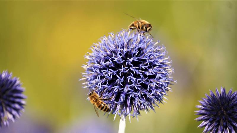 abejas y echinops ritro