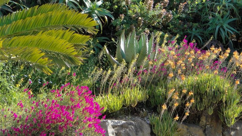Parterre de flores. Jardin Sudafrica. Jardin plantas clima mediterráneo (Domaine du Rayol) diseño: Gilles Clement