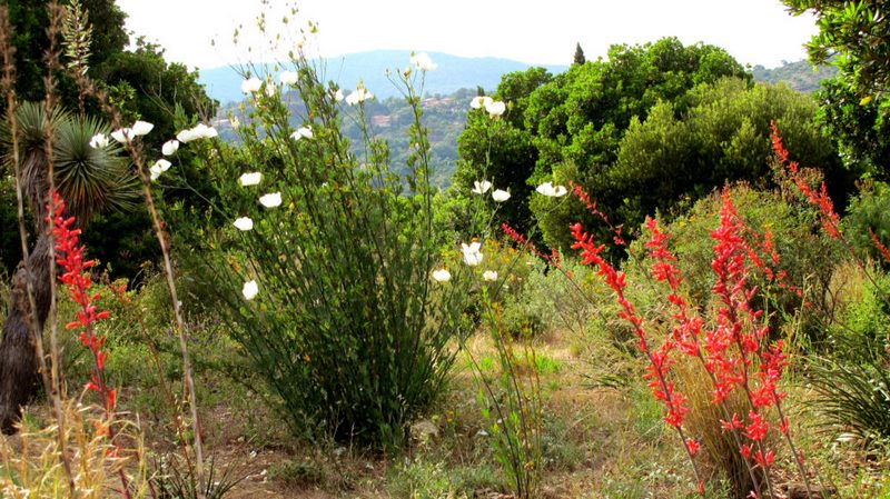 El chaparral. Jardín de California. Jardin plantas clima mediterráneo (Domaine du Rayol) diseño: Gilles Clement