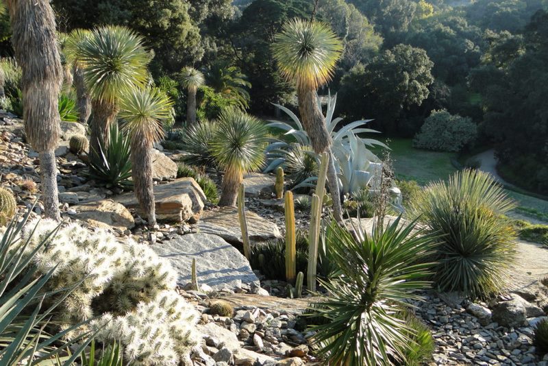 Jardín de rocalla. Jardín de América árida. Jardin plantas clima mediterráneo (Domaine du Rayol) diseño: Gilles Clement