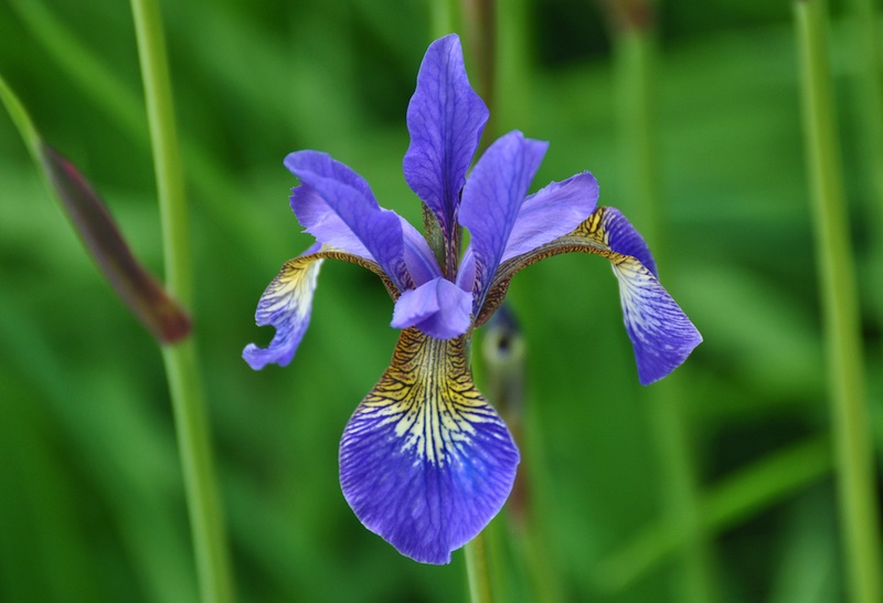 Flor iris azul