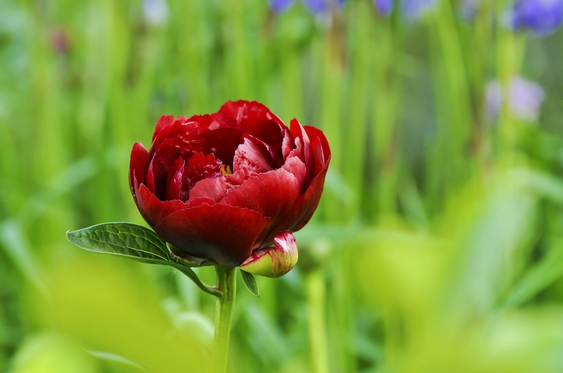 Flor peonía roja