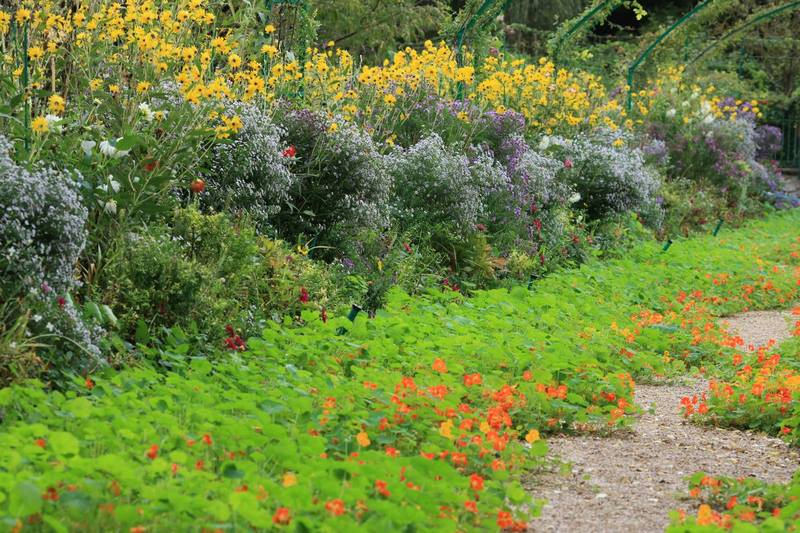 Flores de Rudbeckia y alfombra de capuchinas en Jardin Claude Monet en Giverny en otoño