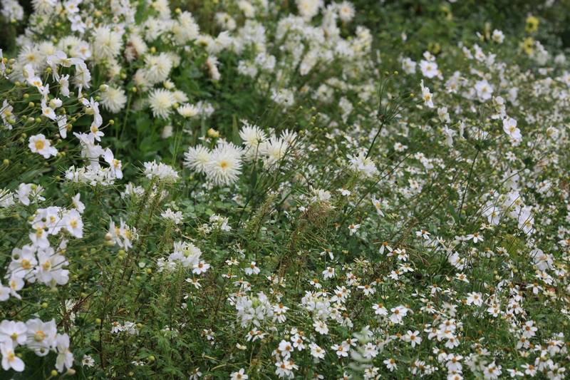 Flores blancas de dalias (Dahlia) y anémonas (Anemone)