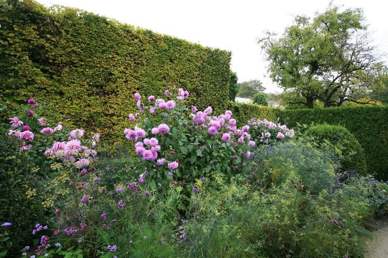 Flores de Dahlia en Jardin Claude Monet en Giverny en otoño