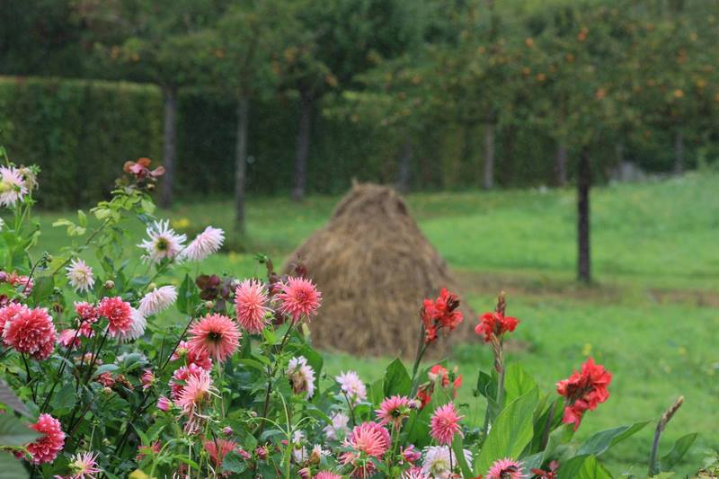 Flores de dalias y Canna en Jardin Claude Monet en Giverny en otoño