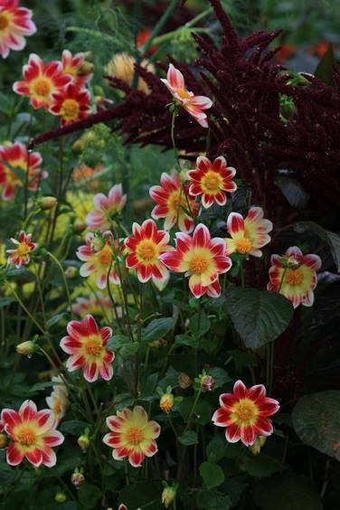 Flores de dalias flor sencilla en Jardin Claude Monet en Giverny en otoño