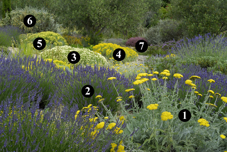 Plantas mediterráneas para jardín seco