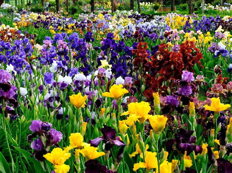 Iris (lirios) de diferentes colores