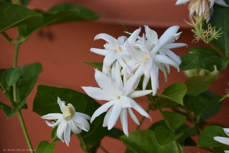 Jasminum sambac 'Belle of India"