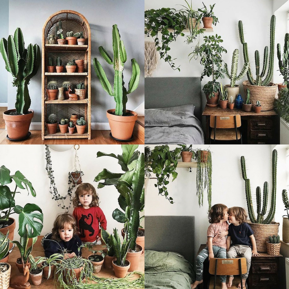 Casa con cactus, plantas de interior y niños