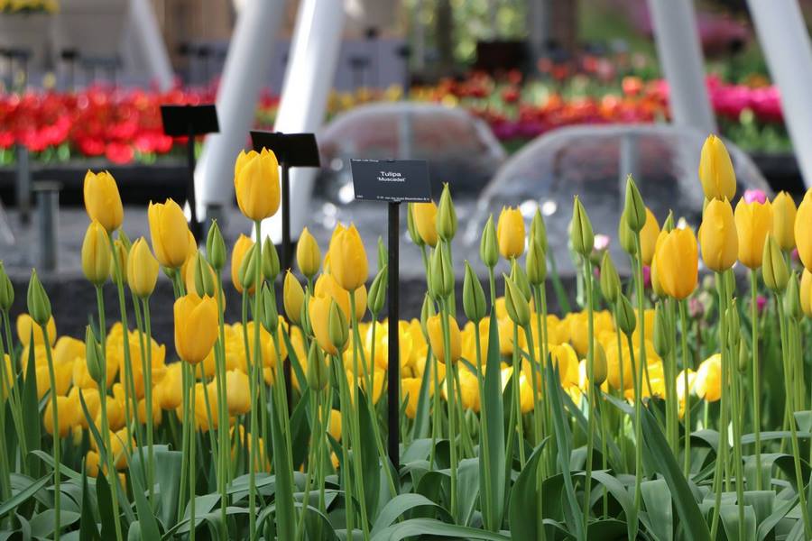 Tulipanes amarillos Keukenhof 2019 Flower Power