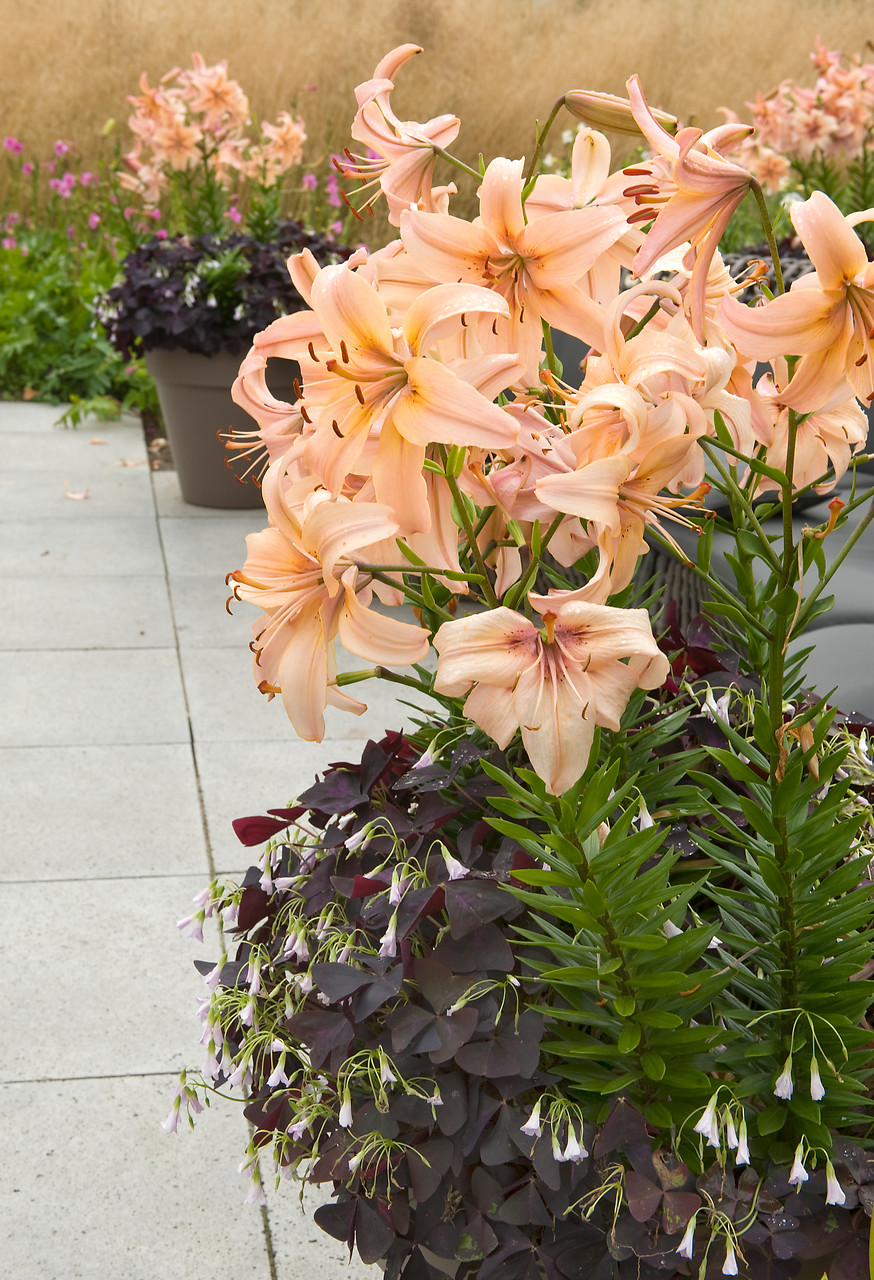 explotar Desventaja Embotellamiento Florecen en verano y dan color al jardín: Azucenas o lirios (Lilium) - EL  BLOG DE LA TABLA