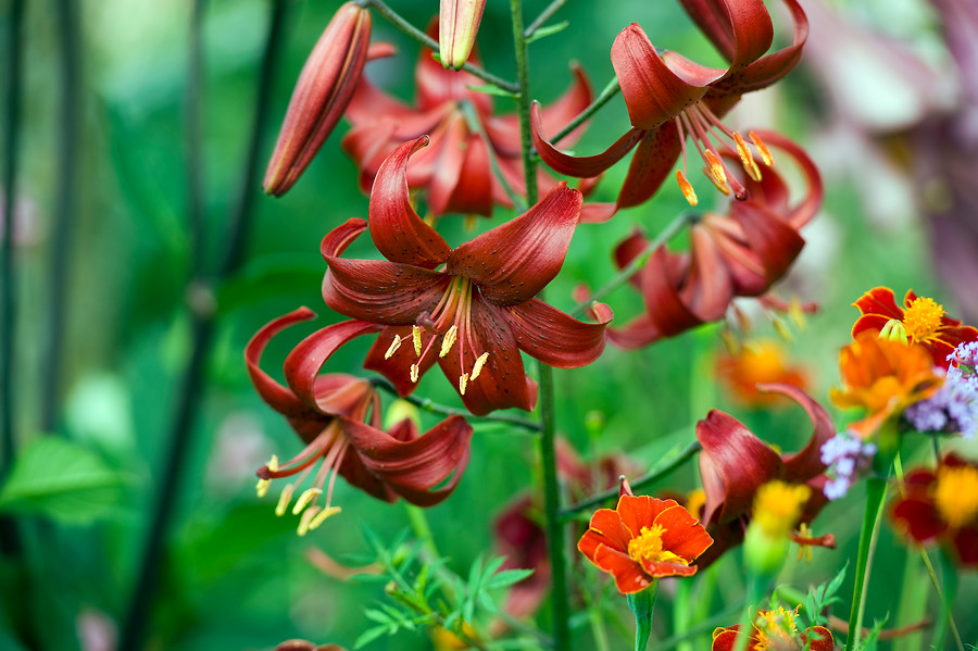 jardín flor corte bulbos verano azucenas