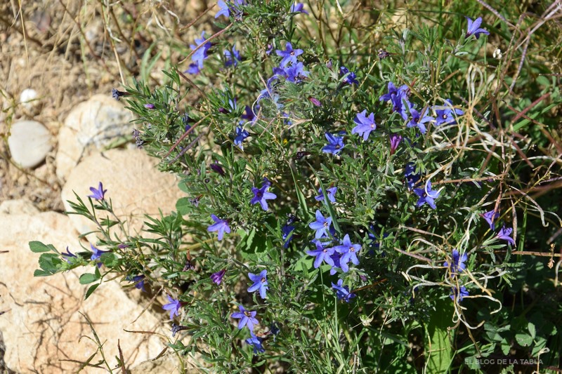 plantas mediterráneas