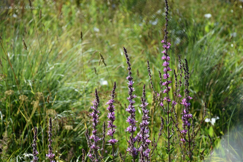 flores silvestres color purpura